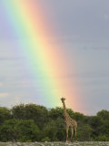 Giraffe  at End of Rainbow  Etosha National Park  Namibia