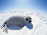 Harp Seal Pup on Ice  Magdalen Is  Canada  Atlantic