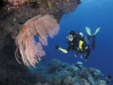 Diver Examines Coral Reef  Great Barrier Reef  Australia