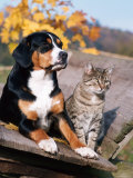Entlebuch Mountain Dog and Domestic Cat