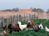 Chickens  Domestic Fowl  Rooster and Hens  Netherlands