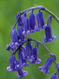 Bluebell Flower  UK
