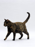Domestic Cat  One-Year Dark Tortoiseshell Shorthair Cat