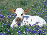 Domestic Texas Longhorn Calf  in Lupin Meadow  Texas  USA