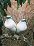 Rothschild's / Bali Mynah Birds (Leucopsar Rothschildi)