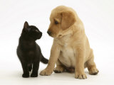 Black Domestic Kitten (Felis Catus) and Labrador Puppy (Canis Familiaris) Looking at Each Other