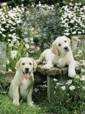 Two Young Labradors in a Daisy Field  UK