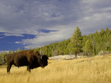 Bison (Bison Bison) Yellowstone National Park  Wyoming  USA
