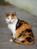 Domestic Cat Sitting (Felis Cat...