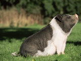 Pot Bellied Pig Sitting  USA
