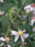 Green Anole  Juvenile  Texas  USA