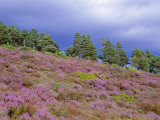 Pine Woodland and Heather  Abernethy RSPB Reserve  Cairngorms National Park  Scotland  UK