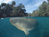 Dwest Indian Manatee  Split Level  Homosassa River  Florida  USA