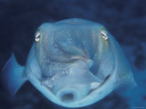 Broadclub Cuttlefish  Face-On  Great Barrier Reef  Australia