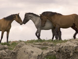 Mustang / Wild Horse Red Dun Stallion Sniffing Mare's Noses  Montana  USA Pryor