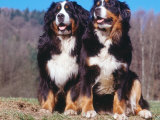 Two Bernese Mountains Dogs