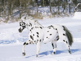 Appaloosa Horse Trotting Through Snow  USA