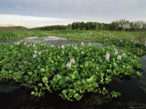 Water Hyacinth Covering Lake  Texas  USA