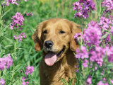 Golden Retriever Amongst Meadow Flowers  USA