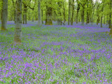 pete-cairns-bluebells-flowering-in-beech-wood-perthshire-scotland-uk.jpg