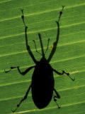 Weevil Silhouette Through Leaf  Sulawesi  Indonesia
