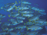 Schooling Lined Sweetlips  Great Barrier Reef  Australia