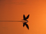 African Skimmer Skimming at Sunset  Chobe National Park  Botswana