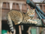 Domestic Cat