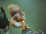 Red Squirrel Balancing on Pine Stump  Norway