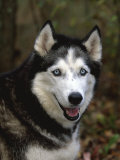 Siberian Husky Dog  USA