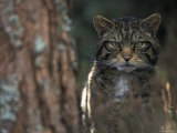 Wild Cat in Pine Forest  Cairngorms National Park  Scotland  UK