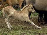 Mustang / Wild Horse Filly Stretching  Montana  USA Pryor Mountains Hma