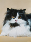 Persian Cat  Bicolour (Felis Catus)