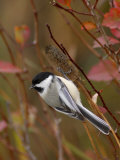 Black Capped Chickadee  Eating Flower Seeds  Grand Teton National Park  Wyoming  USA