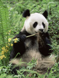 Giant Panda  Wolong Nr  Qionglai Mts  Sichuan  China