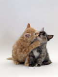 Domestic Cat  8-Week Ginger Kitten Biting Tortoiseshell on the Mouth
