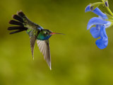 Broad-Billed Hummingbird  Male Feeding on Garden Flowers  USA
