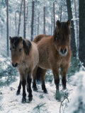 Domestic Horse  Dulmen Ponies  Mare with Foal in Winter  Europe