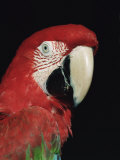 Green Winged Macaw