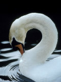 Mute Swan Male Preening  UK