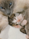 Domestic Cat  Stray Siamese Female with Single Kitten