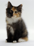 Domestic Cat  9-Week Non-Pedigree Longhair Tortoiseshell-And-White Kitten