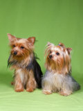 Dogs  Two Yorkshire Terriers