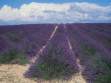 Lavender Field in Flower  Provence  France (Lavendula Angustifolia)
