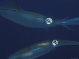 Mating Pair of Big Fin Reef Squids  Indo Pacific