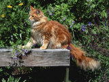 Domestic Cat  Maine Coon Breed  Maine  USA