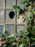 Tabby Tortoiseshell in an Ivy-Grown Window of a Deserted Victorian House