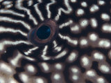 Close up of Eye of Pufferfish  Indo Pacific