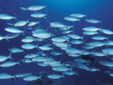 Three Lined Fusiliers Schooling  Great Barrier Reef