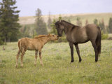 Mustang / Wild Horse Filly Touching Nose of Mare from Another Band  Montana  USA